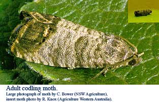 adult-moth.jpg