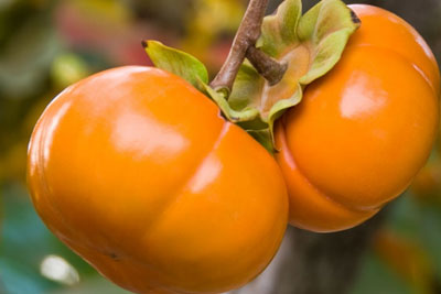 fuyu-persimmon.jpg