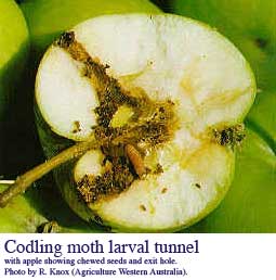 moth-tunnel.jpg