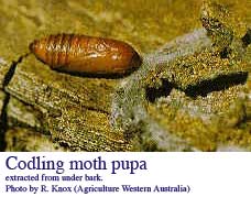 pupa-moth.jpg